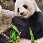 TQBDSBF2KKU51RMQBZL4 - 🌍NewspaperAmigo – Your Global News Buddy 🗞️ Le Le the Foodie Panda: Hong Kong’s Beloved Bamboo Muncher 🎋🐼 video poster