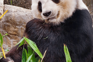 Le Le the Foodie Panda: Hong Kong’s Beloved Bamboo Muncher 🎋🐼 video poster