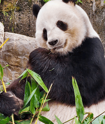 Le Le the Foodie Panda: Hong Kong’s Beloved Bamboo Muncher 🎋🐼 Le Le the Foodie Panda: Hong Kong’s Beloved Bamboo Muncher 🎋🐼 video poster