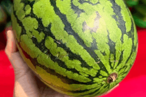 🍉 Beijing’s Watermelon Juice Hack Goes Viral for Summer Solstice! video poster