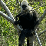 💩 Saving Langurs: How Poop Powers Conservation in China 🌿 video poster