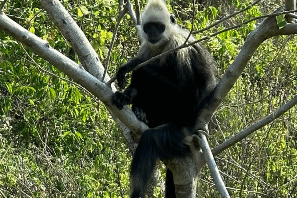 💩 Saving Langurs: How Poop Powers Conservation in China 🌿 💩 Saving Langurs: How Poop Powers Conservation in China 🌿 video poster
