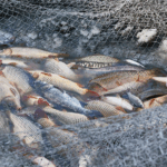 VN48ZV4U1NILBKXI9AJJ - 🌍NewspaperAmigo – Your Global News Buddy 🗞️ 🌊 Over 35% of Global Fish Stocks Overfished, FAO Warns