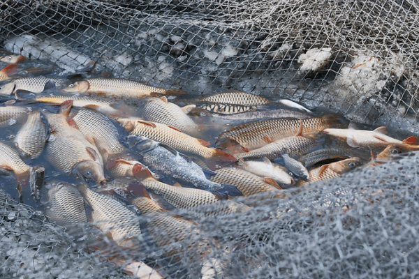 🌊 Over 35% of Global Fish Stocks Overfished, FAO Warns 🌊 Over 35% of Global Fish Stocks Overfished, FAO Warns