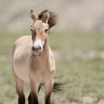 W3VULKB12P41UJTUPBSI - 🌍NewspaperAmigo – Your Global News Buddy 🗞️ Wild Horses Make a Comeback in China's Ningxia 🐎🌿 video poster