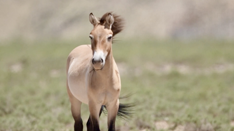 W3VULKB12P41UJTUPBSI - 🌍NewspaperAmigo – Your Global News Buddy 🗞️ Wild Horses Make a Comeback in China's Ningxia 🐎🌿 video poster
