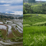 W98ORU2K9SB6V2EP7CPP - 🌍NewspaperAmigo – Your Global News Buddy 🗞️ Ancient Irrigation Wonders Boost Eco-Tourism in China & Indonesia 🌾🌍