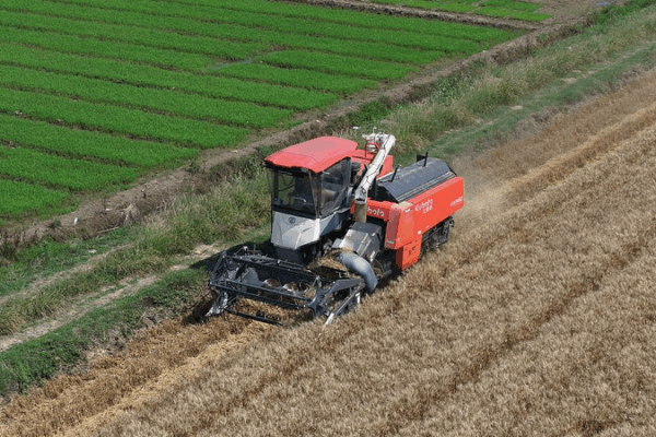 ๐พ Grain in Ear: Chinaโs Farmers Race Against the Rain โฐ ๐พ Grain in Ear: Chinaโs Farmers Race Against the Rain โฐ