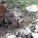 WO7JBIXROE9URP7X1TCM - 🌍NewspaperAmigo – Your Global News Buddy 🗞️ Tiny Waterhole in Yunnan Becomes Wildlife Hotspot 🌿🐾 video poster