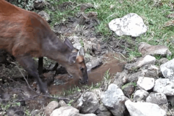 Tiny Waterhole in Yunnan Becomes Wildlife Hotspot 🌿🐾 Tiny Waterhole in Yunnan Becomes Wildlife Hotspot 🌿🐾 video poster