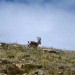 X4WLXRH09IU63X88D309 - 🌍NewspaperAmigo – Your Global News Buddy 🗞️ China Unveils High-Tech Map of the 'Roof of the World' 🌍🗺️