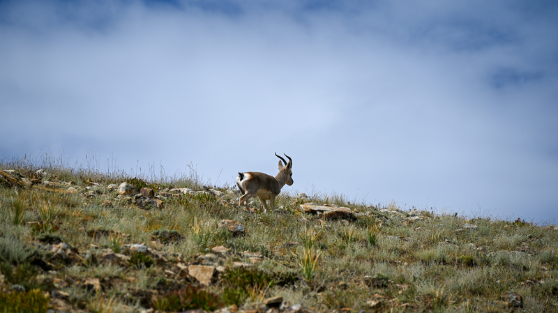 X4WLXRH09IU63X88D309 - 🌍NewspaperAmigo – Your Global News Buddy 🗞️ China Unveils High-Tech Map of the 'Roof of the World' 🌍🗺️