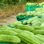 XSIGJ9ZEV1J3U5KJHVZS - 🌍NewspaperAmigo – Your Global News Buddy 🗞️ Hainan's Bitter Gourd Boom: A Sweet Success for Farmers 🥒🌾