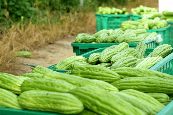 Hainan’s Bitter Gourd Boom: A Sweet Success for Farmers 🥒🌾 Hainan's Bitter Gourd Boom: A Sweet Success for Farmers 🥒🌾