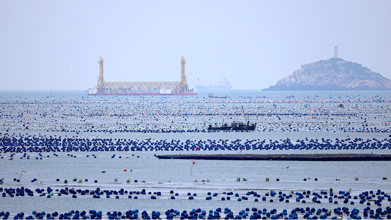 Blue Carbon: The Ocean’s Hidden Superpower Against Climate Change? 🌊🌍