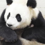 ZQIIURL43FTX25UXAO45 - 🌍NewspaperAmigo – Your Global News Buddy 🗞️ China Welcomes First Giant Panda Cub of 2025 🐼🎉