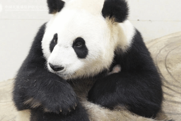 China Welcomes First Giant Panda Cub of 2025 πΌπ China Welcomes First Giant Panda Cub of 2025 πΌπ