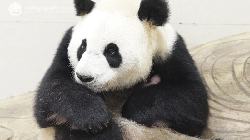 China Welcomes First Giant Panda Cub of 2025 🐼🎉