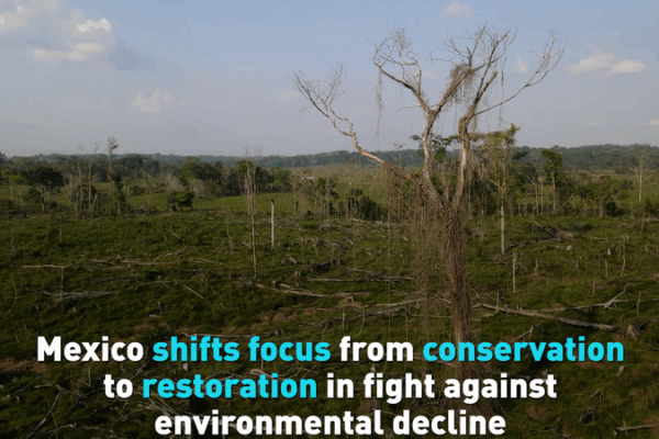 Mexico Pivots to Ecosystem Restoration in Climate Fight 🌱🌎 Mexico Pivots to Ecosystem Restoration in Climate Fight 🌱🌎 video poster