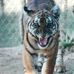 2FKQWJ4M2RENSRSN3J3O - 🌍NewspaperAmigo – Your Global News Buddy 🗞️ China Launches Mega Rewilding Base to Save Rare Tigers 🐅🌿 video poster