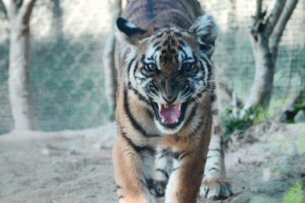 China Launches Mega Rewilding Base to Save Rare Tigers 🐅🌿 China Launches Mega Rewilding Base to Save Rare Tigers 🐅🌿 video poster