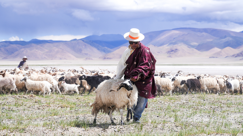 Ancient ‘Salt-and-Sheep Route’ Revived in Xizang 🐑✨ Ancient 'Salt-and-Sheep Route' Revived in Xizang 🐑✨