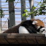 36PDTU5IO9W04D9FEZKW - 🌍NewspaperAmigo – Your Global News Buddy 🗞️ Red Panda’s Icy Summer Stole Hearts at Beijing Zoo 🐾❄️