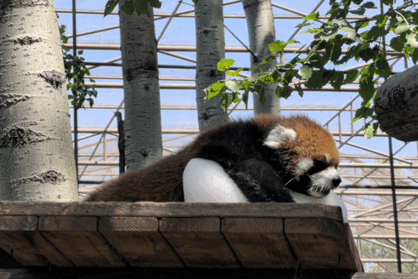 Red Panda’s Icy Summer Stole Hearts at Beijing Zoo 🐾❄️ Red Panda’s Icy Summer Stole Hearts at Beijing Zoo 🐾❄️