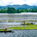3B8CSCYG4TJE0B7NAMSE - 🌍NewspaperAmigo – Your Global News Buddy 🗞️ 🌱 Floating Farms Cleanse Qiandao Lake in Zhejiang!