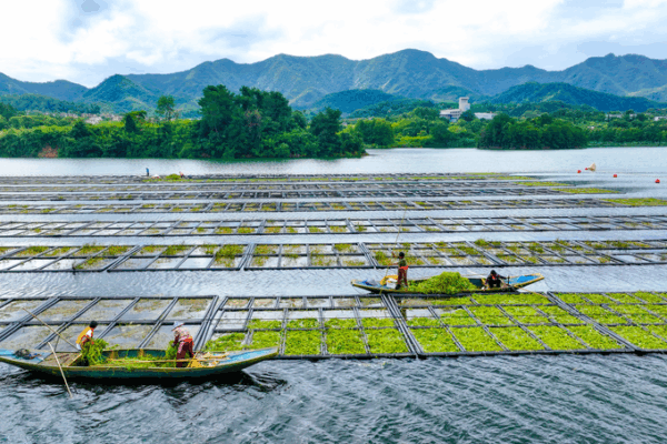 🌱 Floating Farms Cleanse Qiandao Lake in Zhejiang! 🌱 Floating Farms Cleanse Qiandao Lake in Zhejiang!