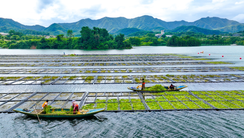 🌱 Floating Farms Cleanse Qiandao Lake in Zhejiang!