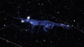 🌊 Chinese Tech Reveals Ocean’s ‘Invisible Kingdom’ of Plankton! 🌊 Chinese Tech Reveals Ocean's 'Invisible Kingdom' of Plankton!