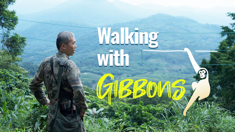 Hainan’s Gibbons Make a Comeback 🐒🌿 Hainan’s Gibbons Make a Comeback 🐒🌿 video poster