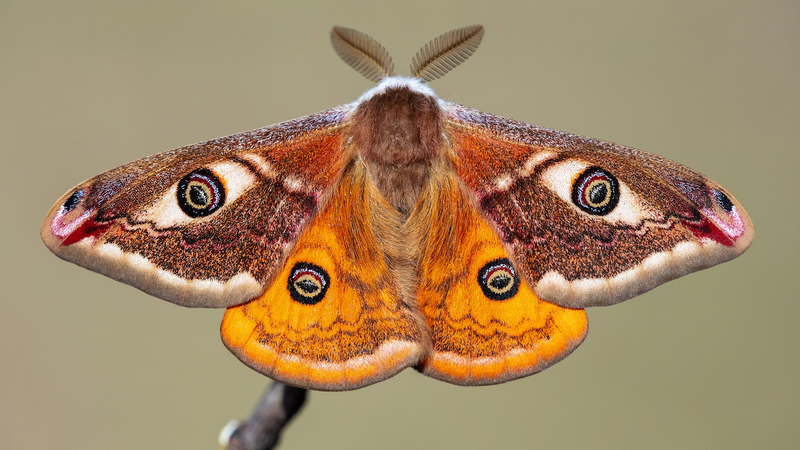 Moths Use Plant ‘Songs’ to Choose Egg Sites 🦋🎵 Moths Use Plant 'Songs' to Choose Egg Sites 🦋🎵