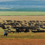 Galloping Giants: Xinjiang's Horse Spectacle 🐎🌾 video poster