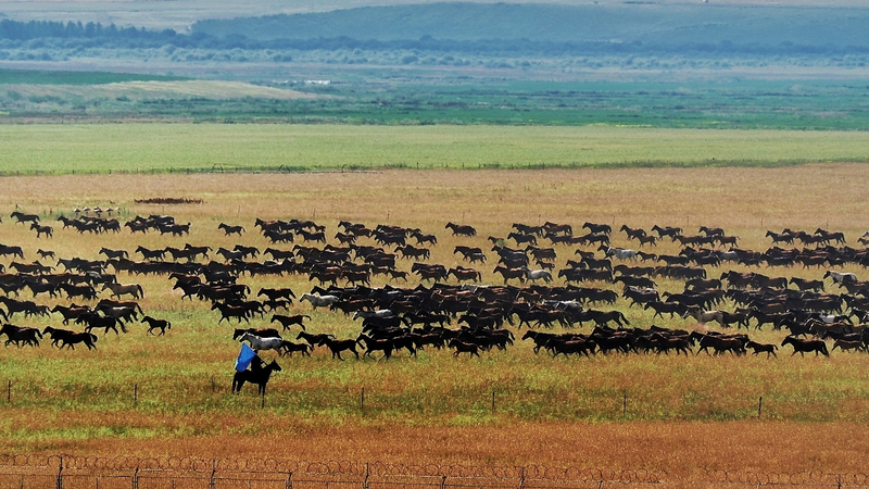 Galloping Giants: Xinjiang's Horse Spectacle 🐎🌾 video poster
