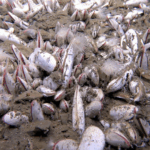 ABOQ2GESU7UF4J8QBHDU - 🌍NewspaperAmigo – Your Global News Buddy 🗞️ Chinese Team Discovers Deep-Sea Life Thriving at 10,000 Meters 🌊🔍