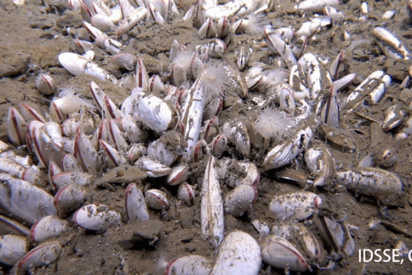 Chinese Team Discovers Deep-Sea Life Thriving at 10,000 Meters ππ Chinese Team Discovers Deep-Sea Life Thriving at 10,000 Meters ππ
