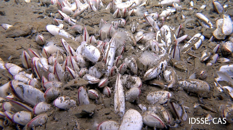 Chinese Team Discovers Deep-Sea Life Thriving at 10,000 Meters 🌊🔍