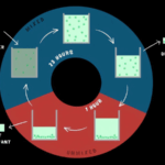 Algae Power: Green Solution for Drought Regions 🌱💧