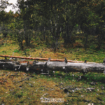 Summer Magic in Xizang: Nyingchi’s Highland Pastures Come Alive 🌸🐂