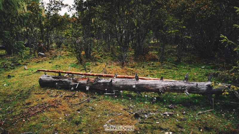 B3TR27VM08VGDIVC9HQF - 🌍NewspaperAmigo – Your Global News Buddy 🗞️ Summer Magic in Xizang: Nyingchi’s Highland Pastures Come Alive 🌸🐂