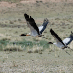 B6MS0C6QUCL4KRCW5008 - 🌍NewspaperAmigo – Your Global News Buddy 🗞️ Black-Necked Cranes Soar Back Thanks to China’s Eco Push 🦢🌱
