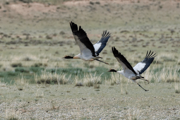 Black-Necked Cranes Soar Back Thanks to China’s Eco Push 🦢🌱 Black-Necked Cranes Soar Back Thanks to China’s Eco Push 🦢🌱