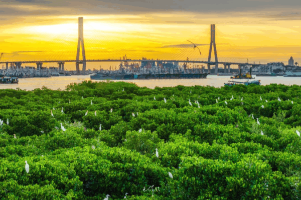 Hainan’s Mangrove Mission: Greening Coasts by 2025 🌱🌊 Hainan's Mangrove Mission: Greening Coasts by 2025 🌱🌊