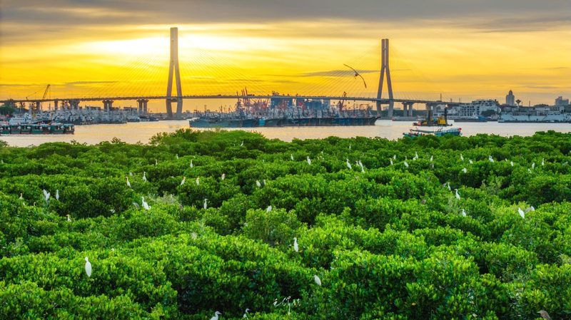 Hainan's Mangrove Mission: Greening Coasts by 2025 🌱🌊