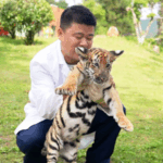 Decoding Tiger Talk: What’s Your Cat Really Saying? 🐅🗣️ video poster