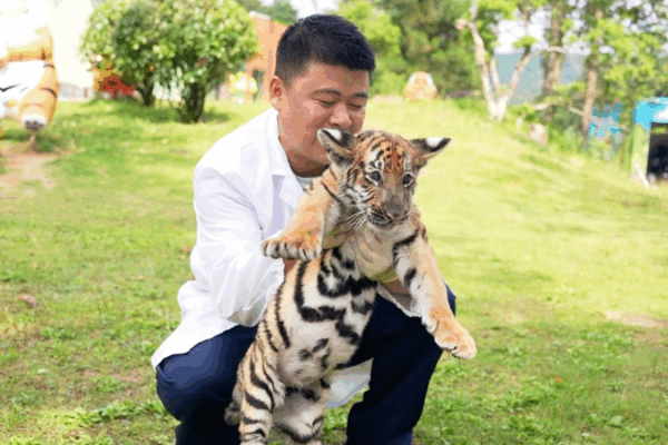 Decoding Tiger Talk: What’s Your Cat Really Saying? 🐅🗣️ Decoding Tiger Talk: What’s Your Cat Really Saying? 🐅🗣️ video poster