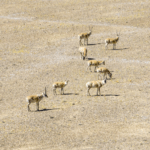 C9B5JDV2V6G6ZCIBCG4W - 🌍NewspaperAmigo – Your Global News Buddy 🗞️ Witness Tibetan Antelope Calving Season Live in China’s Altun Shan 🌄🦌 video poster