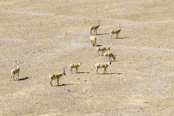Witness Tibetan Antelope Calving Season Live in China’s Altun Shan 🌄🦌 Witness Tibetan Antelope Calving Season Live in China’s Altun Shan 🌄🦌 video poster